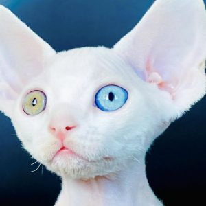 Purebred Devon Rex Kittens