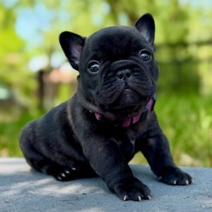 Purebred French Bulldog Puppies