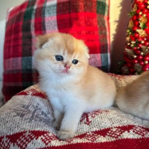 Purebred Munchkin Kittens