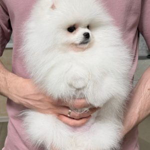 Purebred Pomeranian Puppies