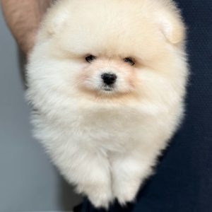 Purebred Pomeranian