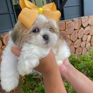Purebred Puppies adoption