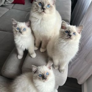 Purebred Ragdoll Kittens