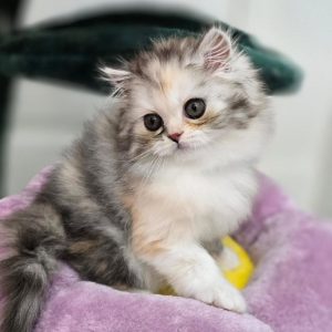 Purebred Scottish Fold Kittens