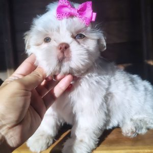 Purebred Shih Tzu