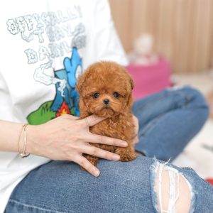Purebred Shih Tzu Puppies