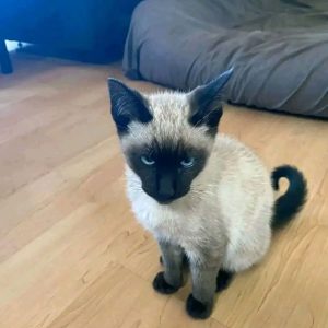 Purebred Siamese Kittens