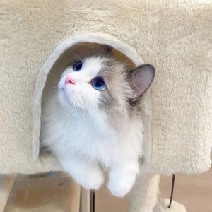 Ragdoll Cats