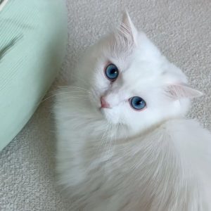 Ragdoll Kitten