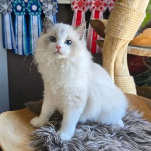 Ragdoll Kittens
