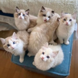Ragdoll Kittens for Adoption