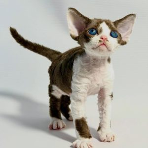 Registered Devon Rex Kittens