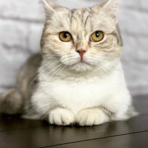 Registered Munchkin Kittens