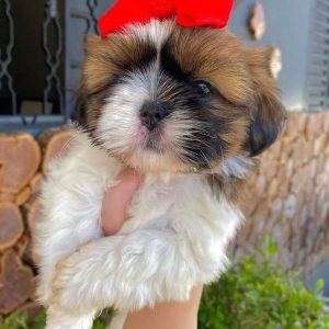 Registered Puppies adoption
