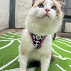 Registered Ragdoll Kittens