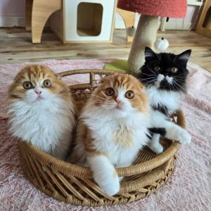 Registered Scottish Fold Kittens