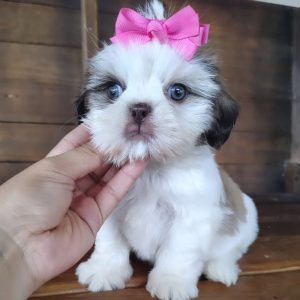 Registered Shih Tzu