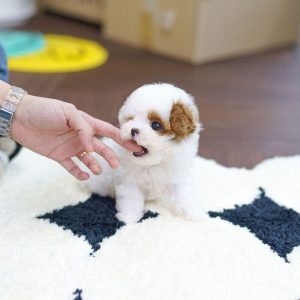 Registered Shih Tzu Puppies