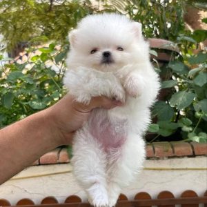 Rescue Animals adoption