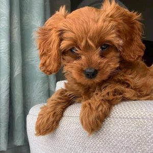 Rescue Pets Available