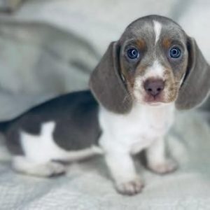 Rescue Pets Near Me adoptable