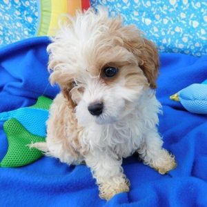 Rescue Pets adoption