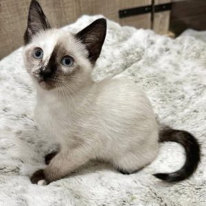 Rescue Siamese Kittens