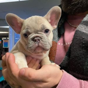 Responsible Pet Rehoming