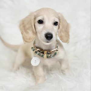 Sausage Dog