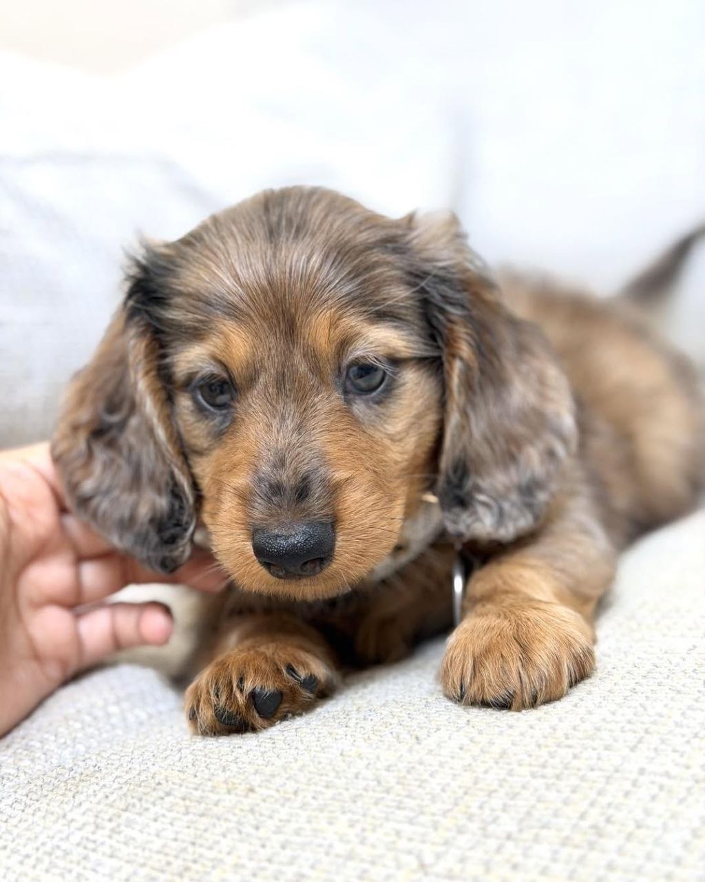 Sausage Dog Puppies