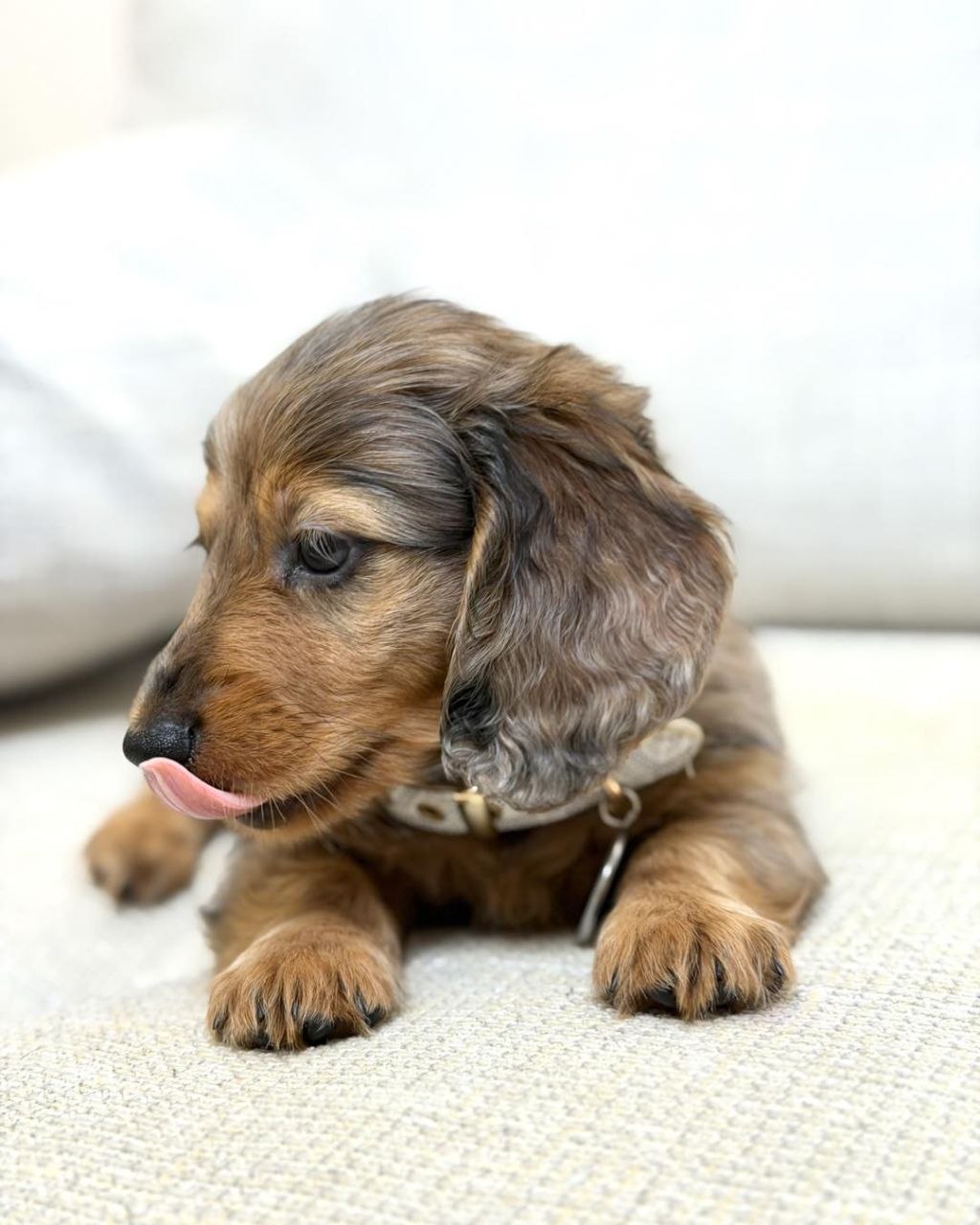 Sausage Dog Puppies