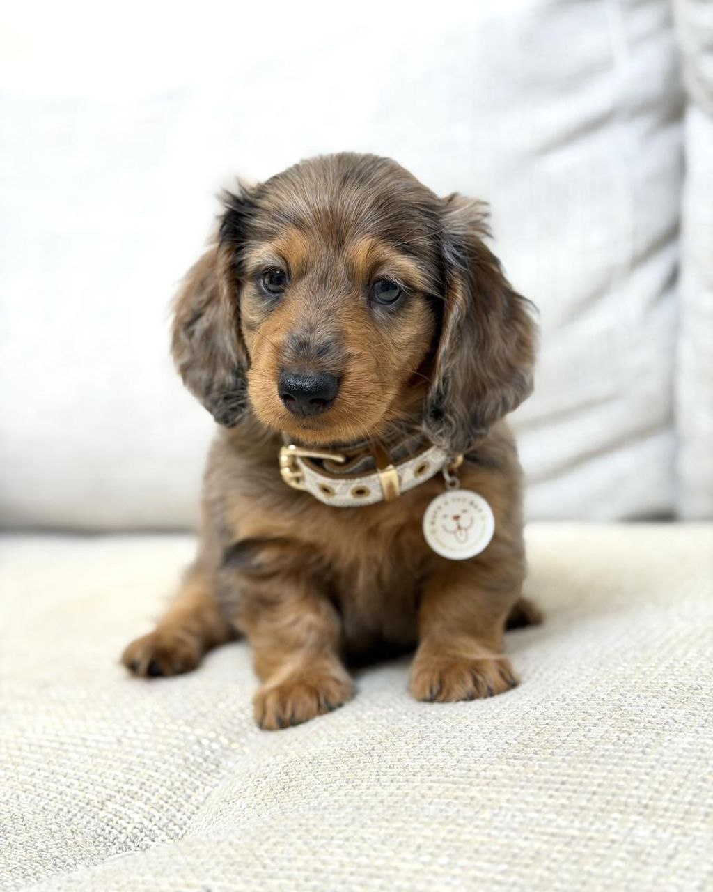Sausage Dog Puppies