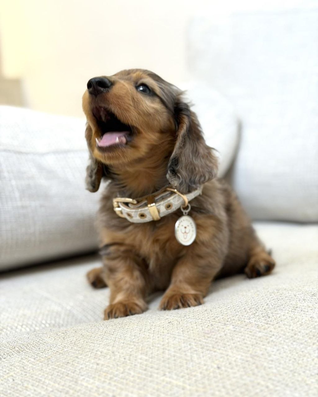 Sausage Dog Puppies