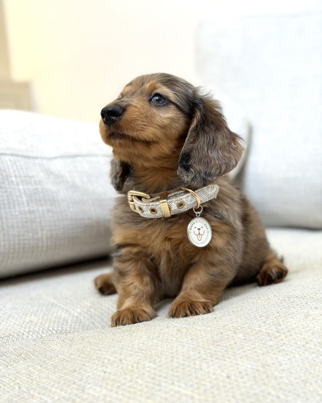 Sausage Dog Puppies