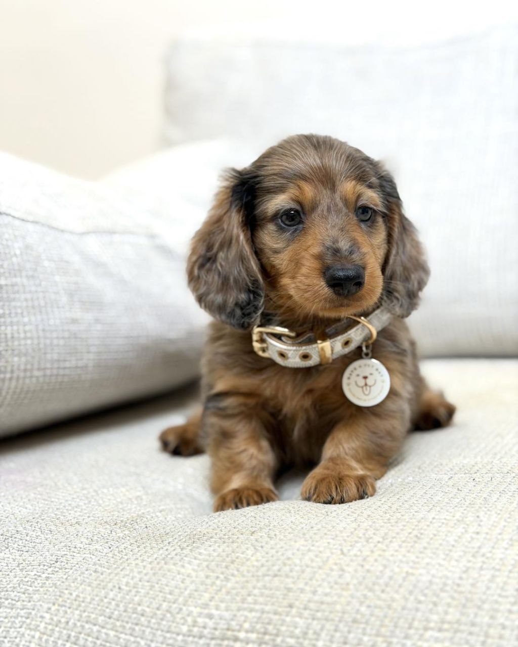 Sausage Dog Puppies