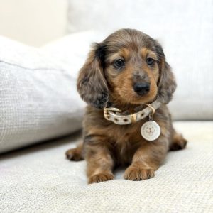 Sausage Dog Puppies