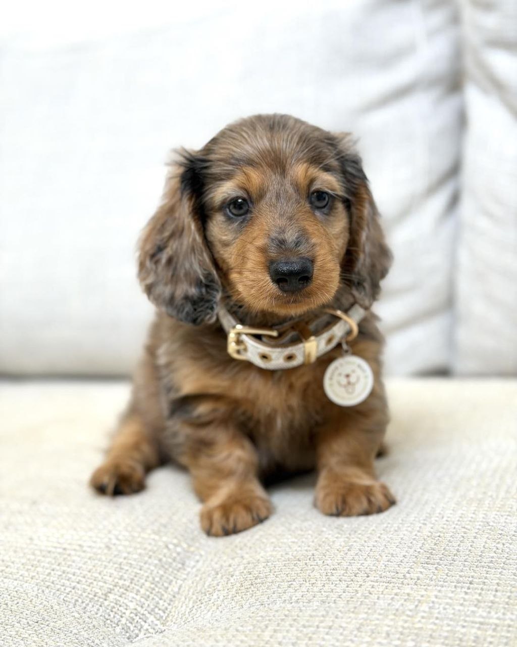 Sausage Dog Puppies