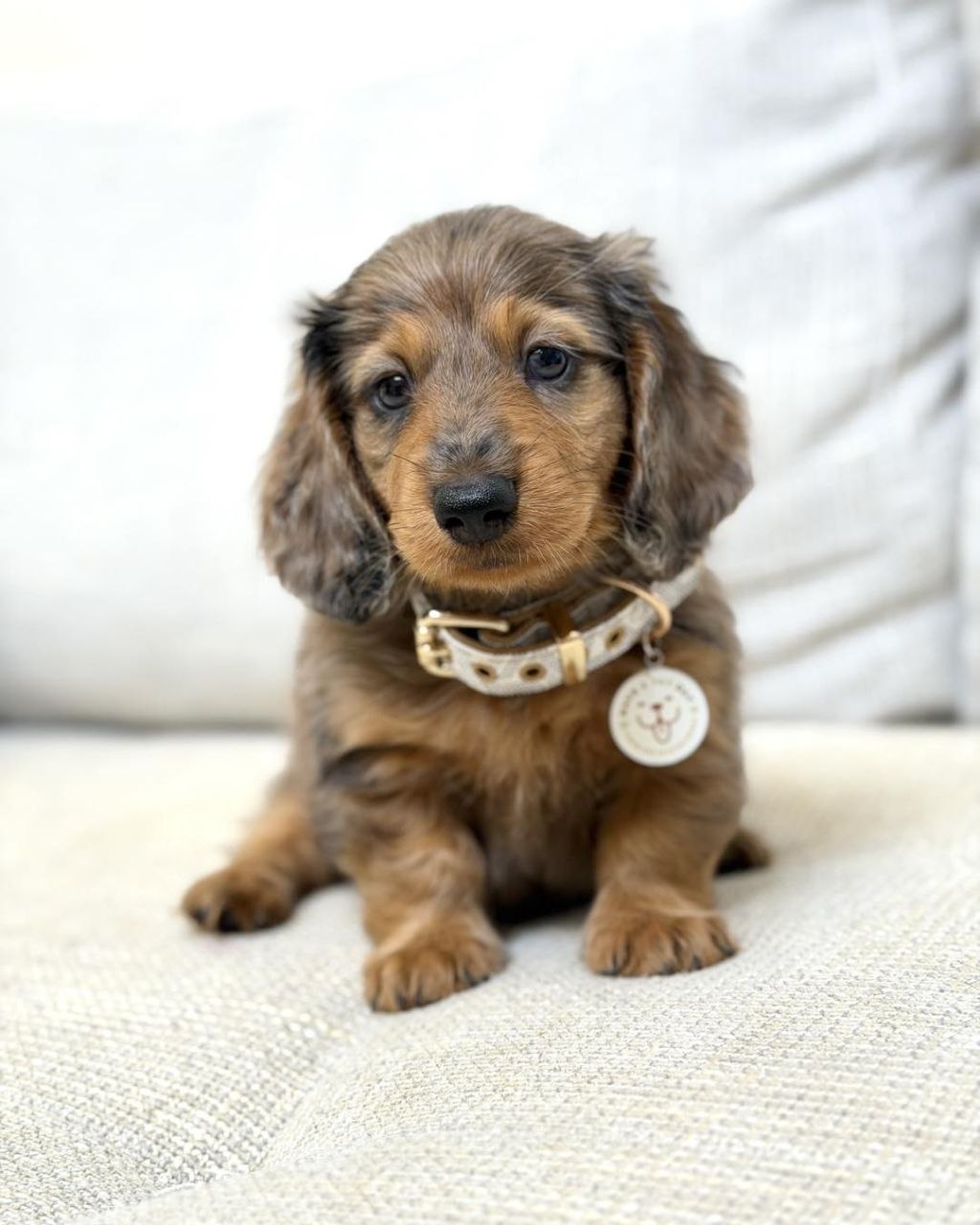 Sausage Dog Puppies