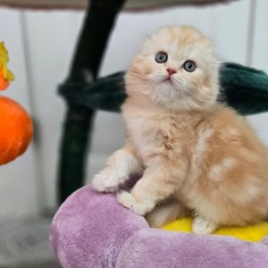 Scottish Fold Cat