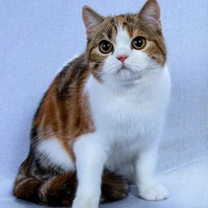 Scottish Fold Cat Breed