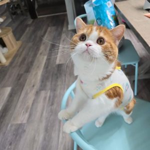 Scottish Fold Cats