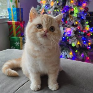 Scottish Fold Cats USA