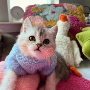 Scottish Fold Kitten
