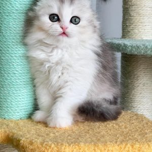 Scottish Fold Kittens