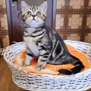 Scottish Fold Kittens for Adoption
