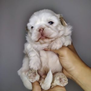 Shih Tzu Adoption