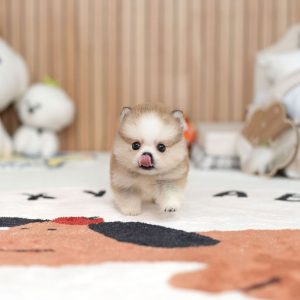 Shih Tzu Dog