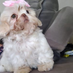 Shih Tzu Dogs Available