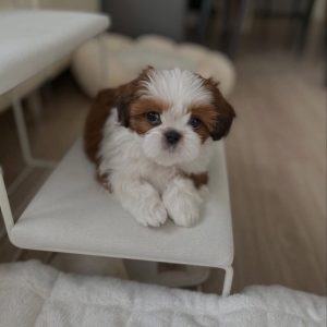 Shih Tzu Dogs Looking for Loving Families