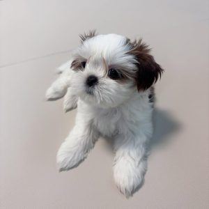 Shih Tzu Dogs Ready for New Homes